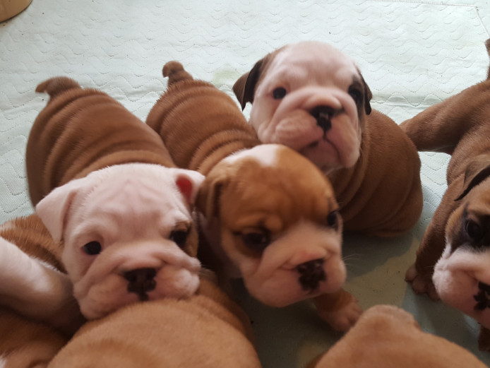 Stunning english bulldog puppies *Straight tails*