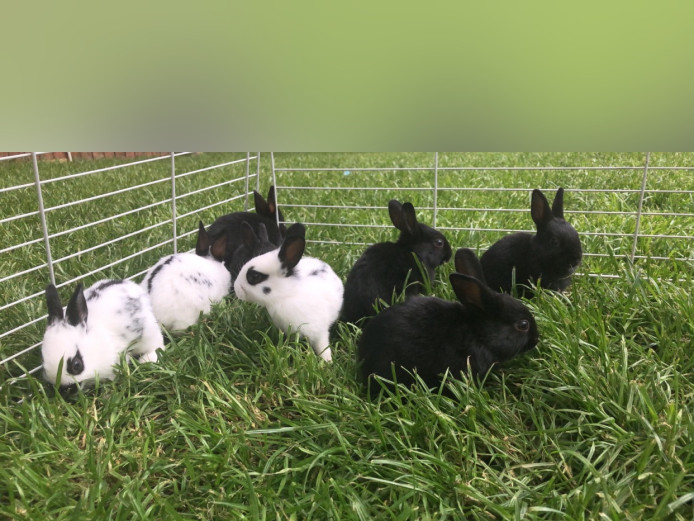 Rabbits for sale 