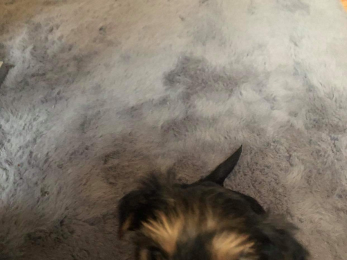 Yorkshire Terrier Puppies 