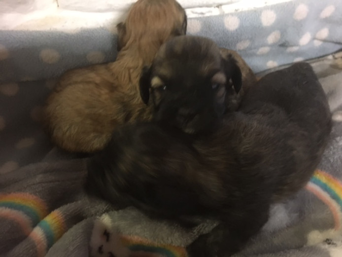 Adorable Shihtzu x Toy Poodle puppies