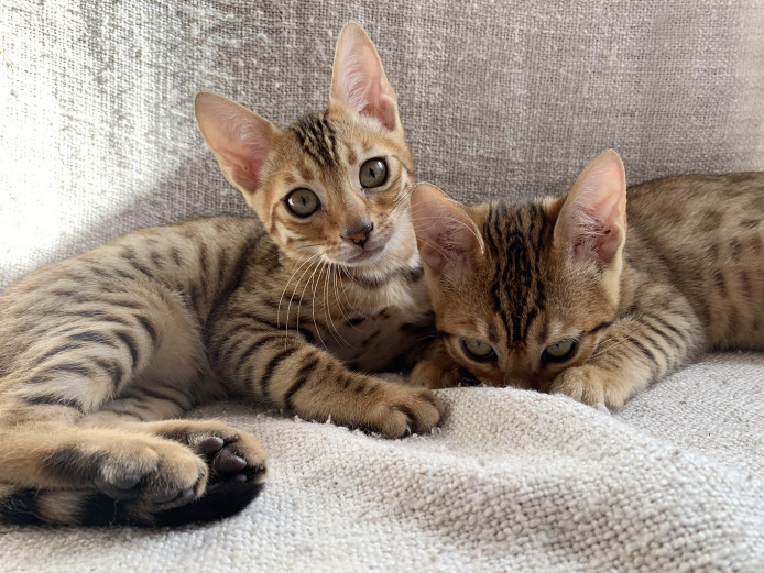 (2 left) STUNNING FEMALE Golden/Brown Bengal Kittens READY NOW £650 