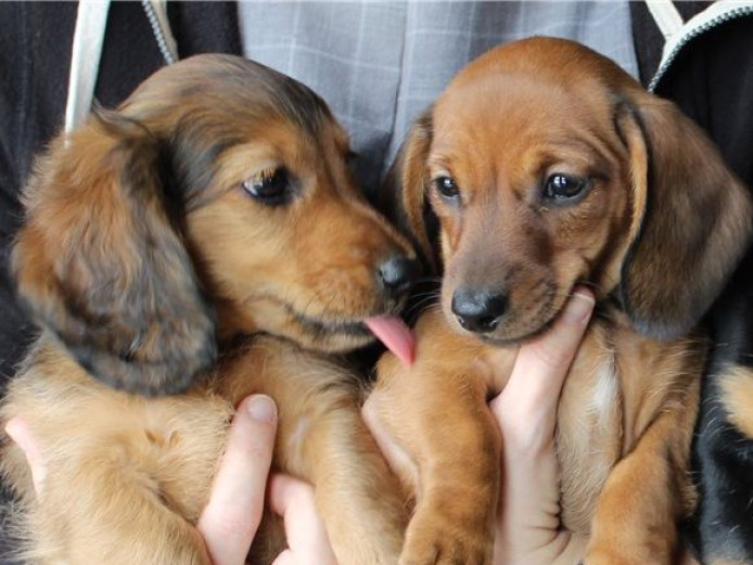 Miniature Dachshund Puppies