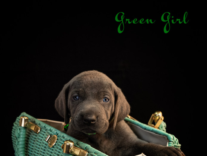 Weimaraner Puppies - Ohio, USA - Ready Feb. 8th-22nd, 2022