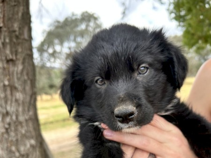 BORDER COLLIE/KELPIE PUPPIES