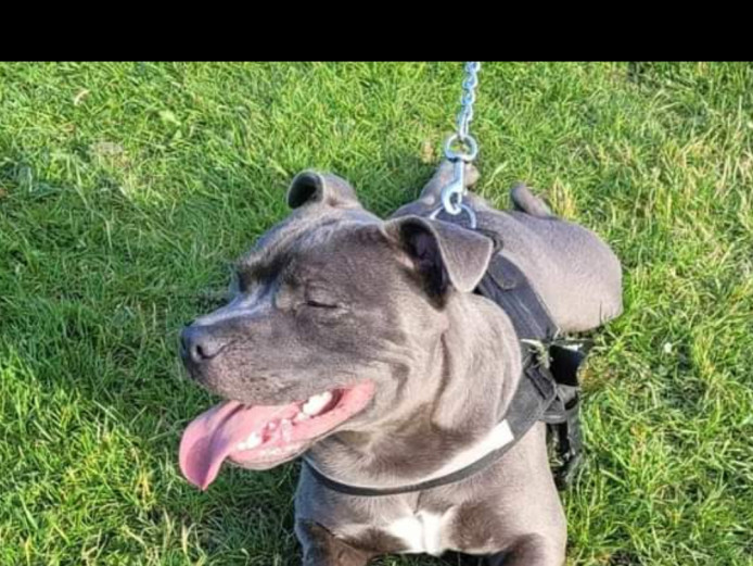 1 Staffy Gorgeous girl left