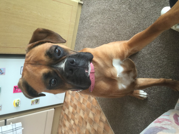 Full pedigree female boxer 