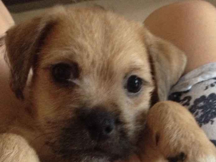 French bulldog x Jack Russell 