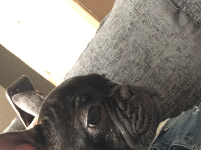 Beautiful French Bulldog