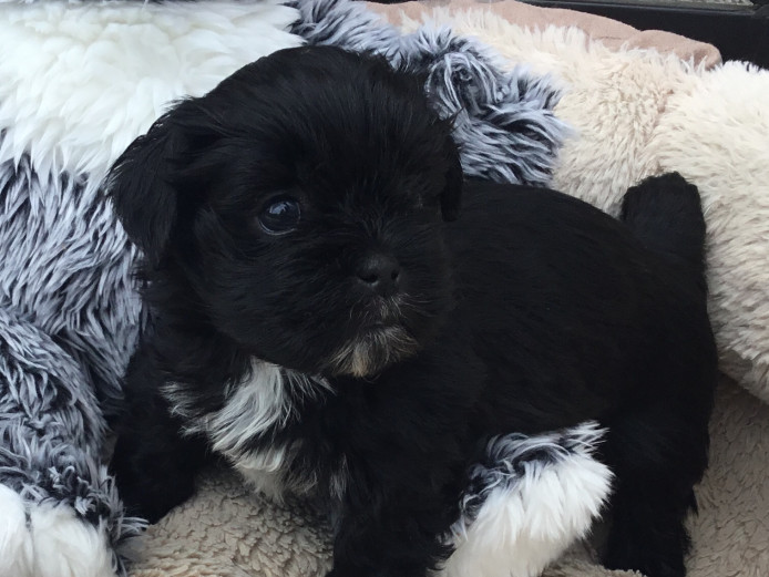 Gorgeous pedigree Lhasa Apso Puppies . Excellent quality  