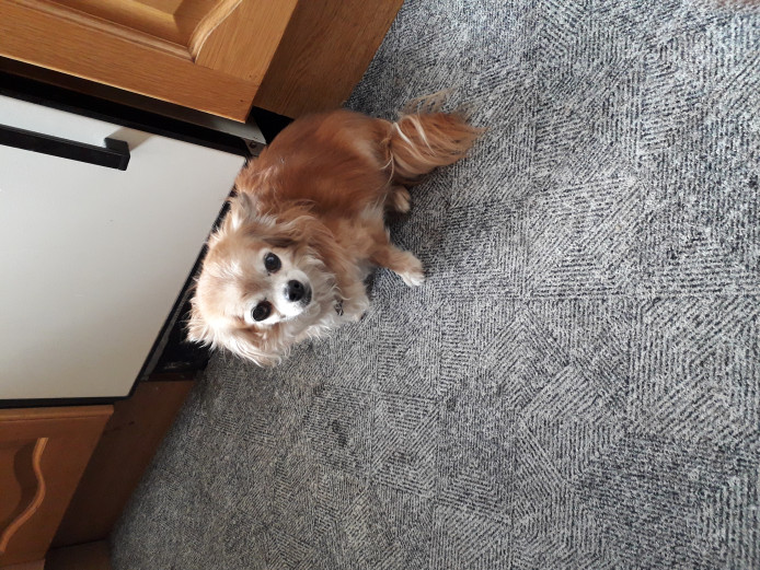 Selling my beautiful Chihuahua, Tilly