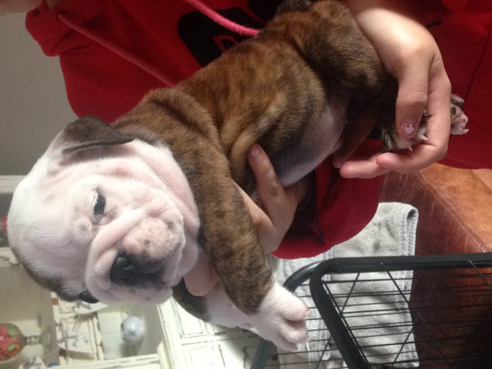 English Bulldog pups 