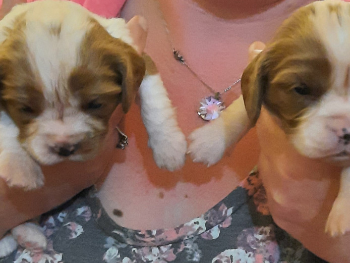 Stunning litter of Cavalier king charles puppies