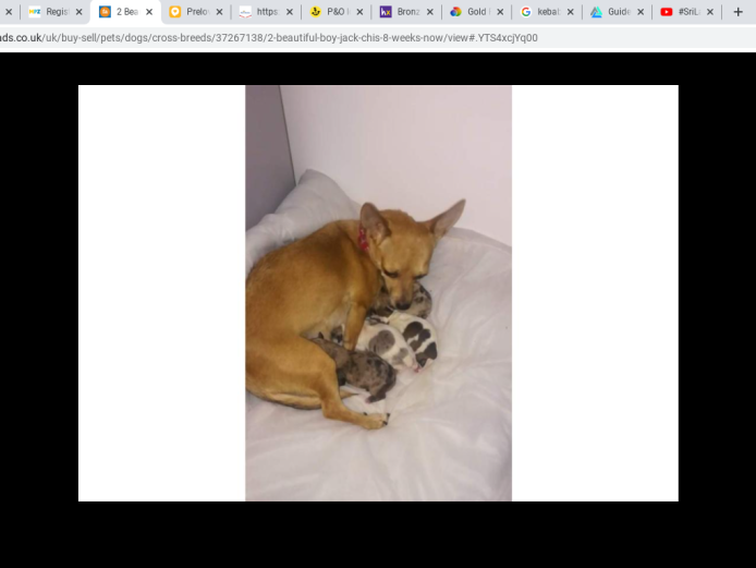 2 little boy left, ready now, jack chis