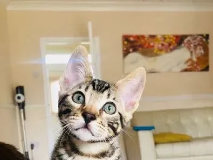 Home Raised Purebred Bengal Pedigree Kittens (Champion bloodlines).