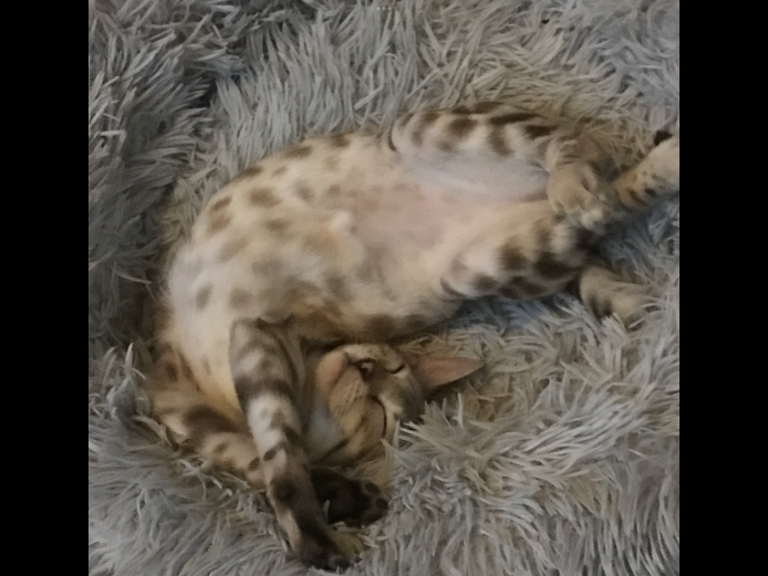 Beautiful baby bangle kittens in Margate