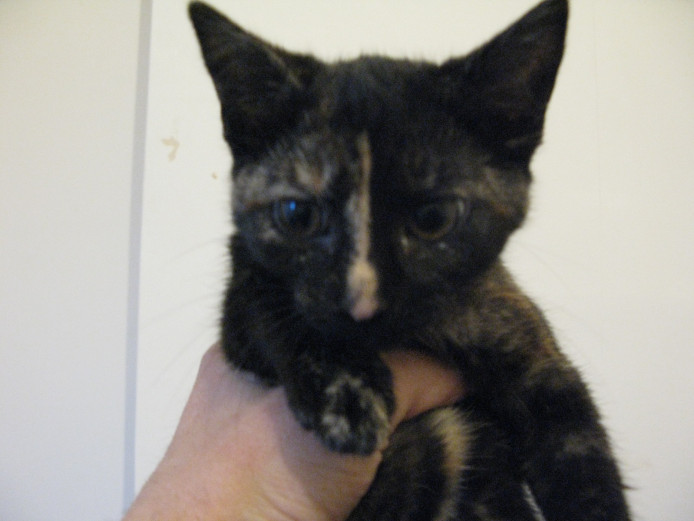 Tortoiseshell female kitten for sale