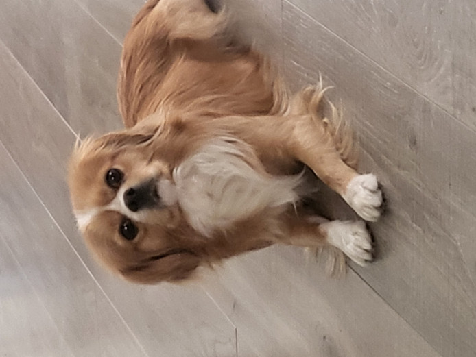 looking for a better home for my bruce