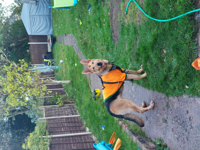 1 year old Alaskan Malamute/German Shepherd male