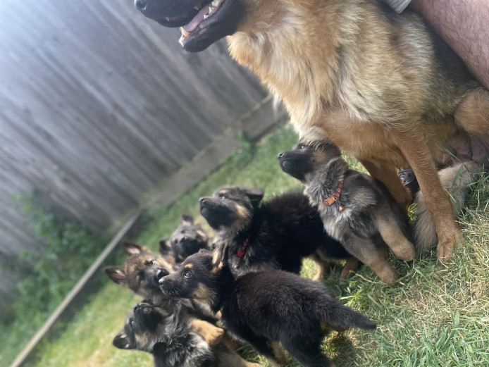 German shepherd puppies for sale 
