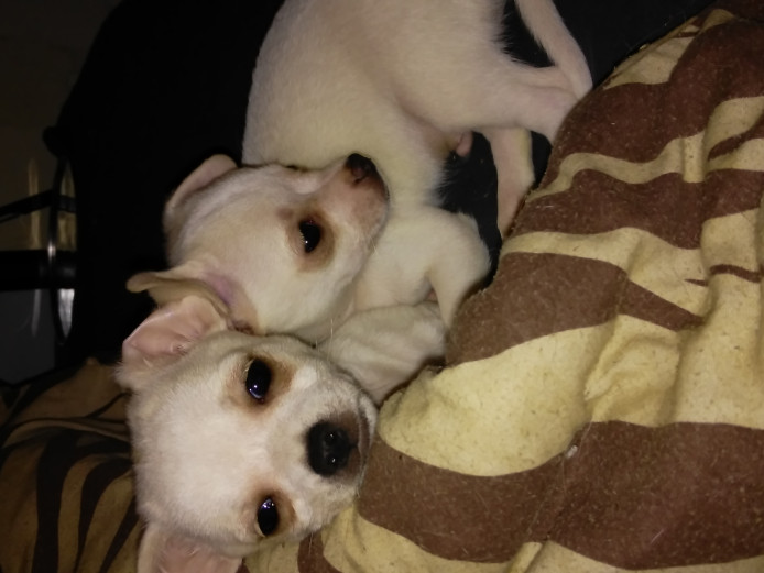 Chihuahua boys for sale