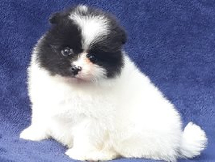 Pomeranian puppies for sale