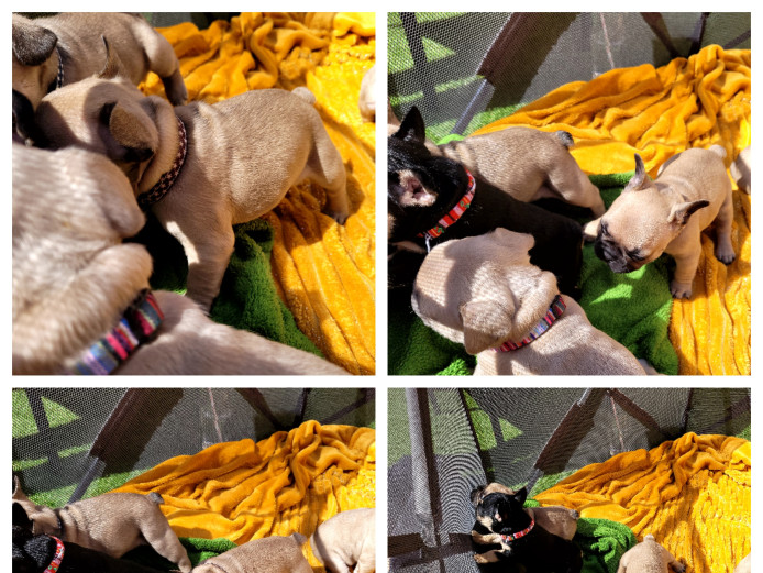 Stunning frenchbulldogs 