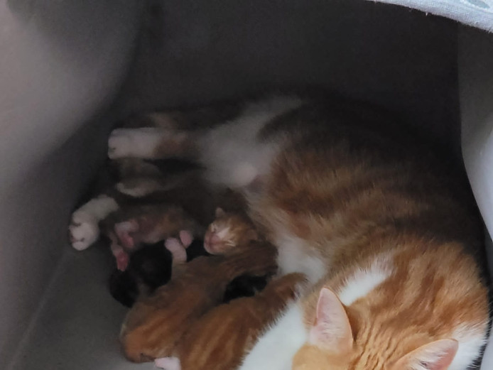 Ginger and calico kittens