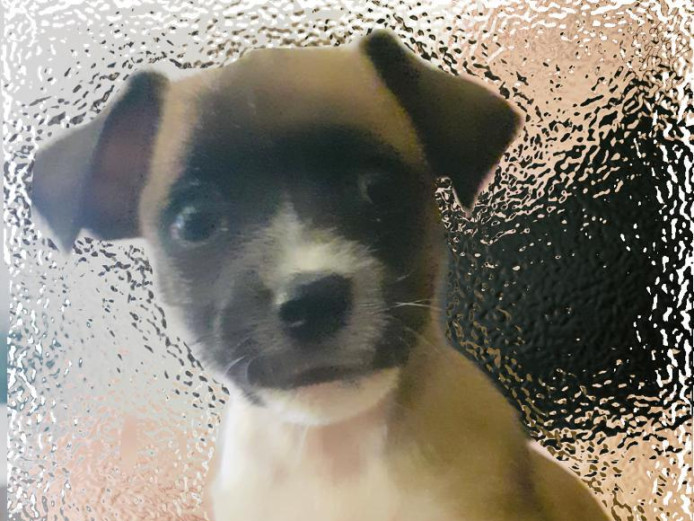 5 Jackahuahua puppies for sale