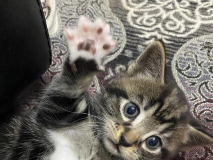 3 stunning 9 week old tabby kittens 