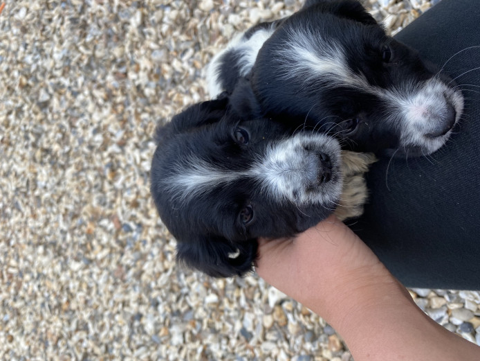 READY NOW Sprocker puppies for sale 1girl 5boys