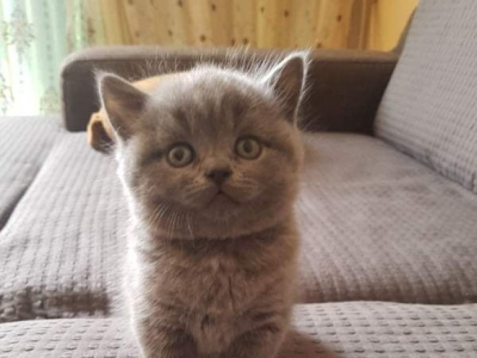 Blue British shorthair girls GCCF papers 