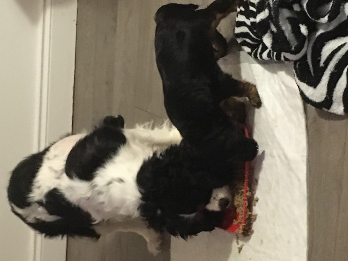 Cavalier King Charles 