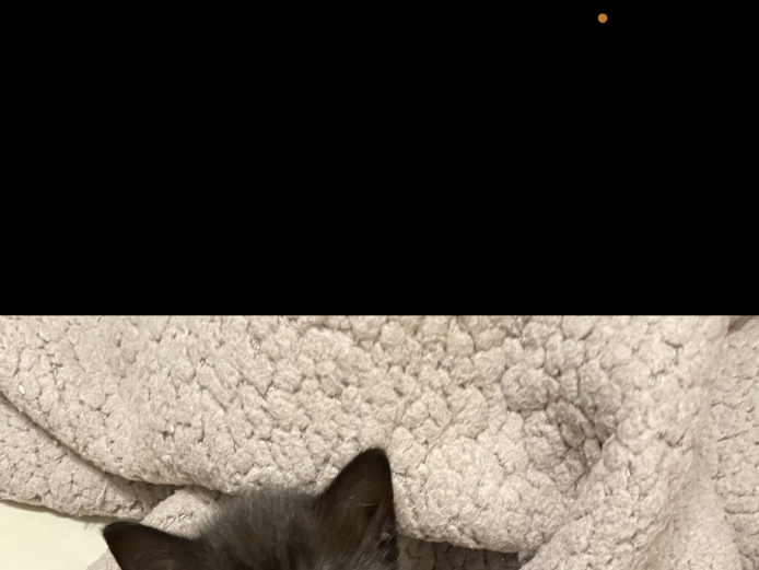 Kitten beautiful boy 