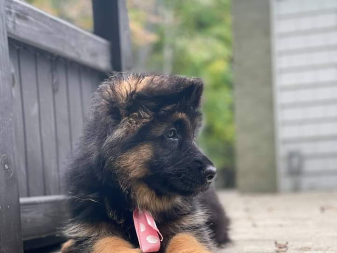 Cute German Shepherd puppy looking for his forever home. please contact me if interested +17042689862