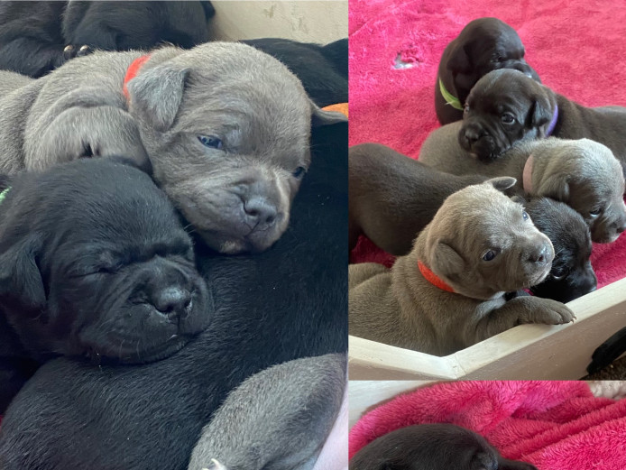 Staffordshire bull terrier pups