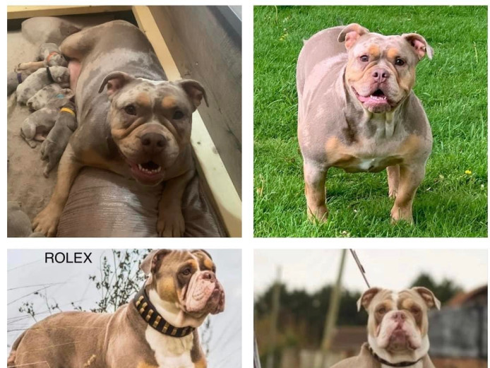 OUTSTANDING LITTER JUST LANDED !!! 