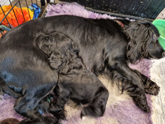 LASt BOY...READY NOW 