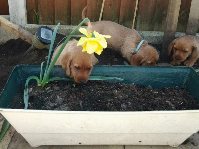 Basset fauve de bretagne puppies 