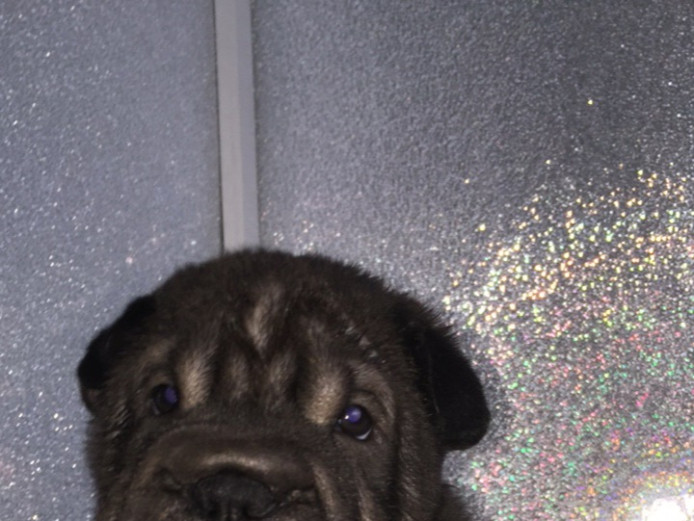 Ready now kc Shar Pei puppies