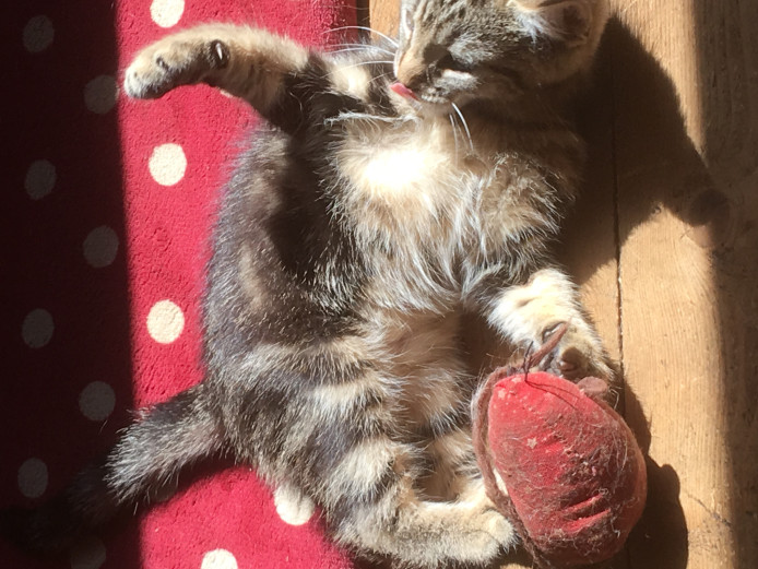 Two Gorgeous part Maine Coon Tabby Kittens