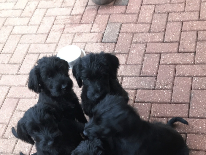 Giant Schnauzer Puppies -Ready Now