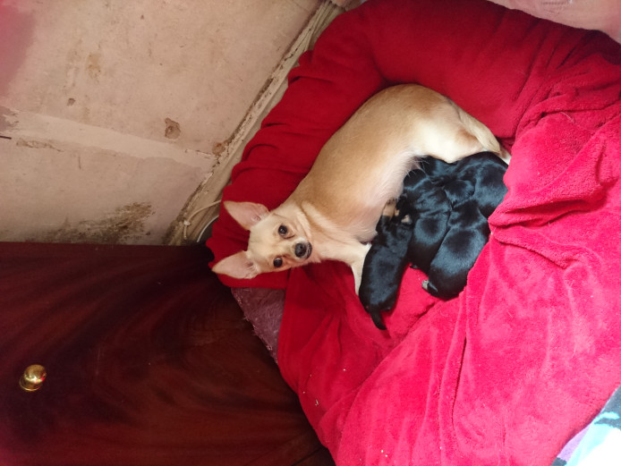 Female pup for sale £250