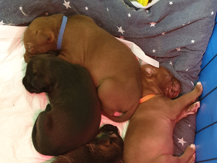 American xl bully cross husky puppies 