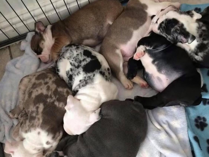 DWKC registered Tri Merles British Bulldogs for sale 