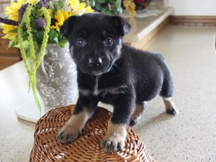 High quality, health tested, family raised German Shepherds