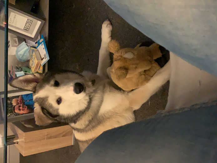 Husky puppy for sale 