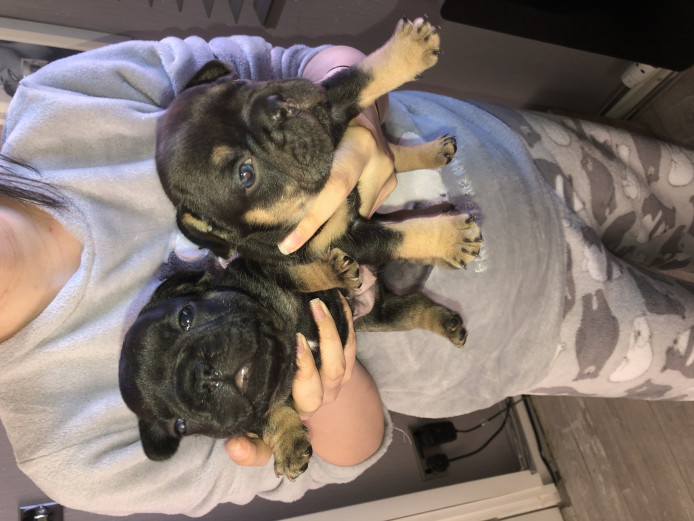 Beautiful french bulldog puppies