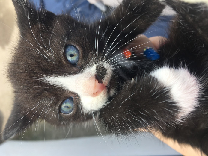 Gorgeous Kittens for sale