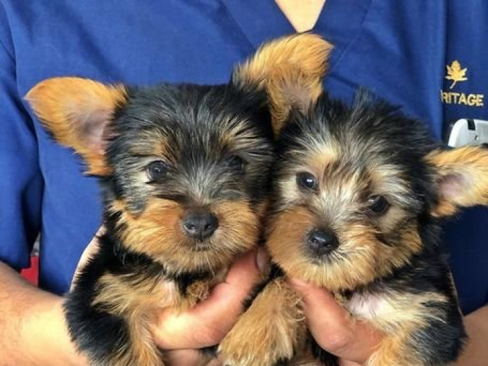 Adorable Teacup Yorkie Puppies +447440524997