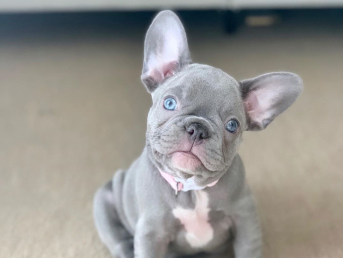 French bulldog puppies